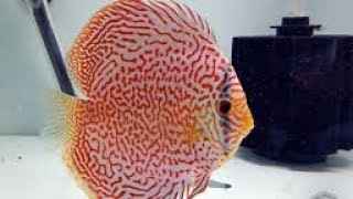 discus fish for sale|high quality discus fish for sale in india|all over india delivery possible|||