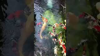 Get a moving oil painting! Beautiful or not? #fishpond #landscape #koi