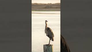 Morro Bay Heron Rookery #wildlife #wildlifephotography #naturelove