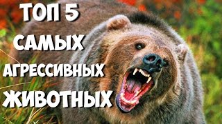 ТОП5 Самых АГРЕССИВНЫХ и ОПАСНЫХ животных