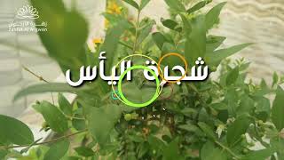 شجرة الياس أو الآس أو الحمبلاس Myrtus communis)