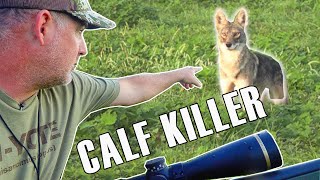 Hunting Calf Killing Coyotes