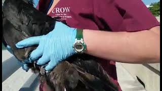 5,000th Patient Release! Male Magnificent Frigatebird (#21-5000)