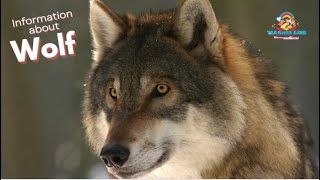 Information about | Wolf | Teacher Aide | Australia | English| Endangered |