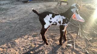 Home breed male kid nagra dabba ❤️ son of surkhi goat