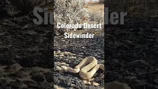 Sidewinder Rattlesnake Crawling Over the Mexican Desert