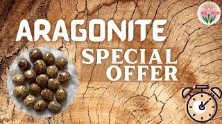 Saturday Special Offer | Aragonite | Heal and Ascend |