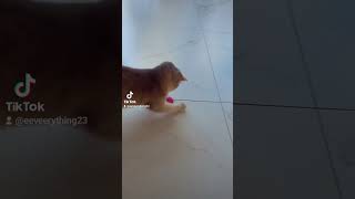 Cat and red ball showdown