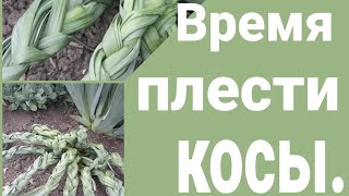 УХОД за нарциссами ПОСЛЕ цветения. Многодетная семья ухаживает. Наша жизнь в деревне на юге.