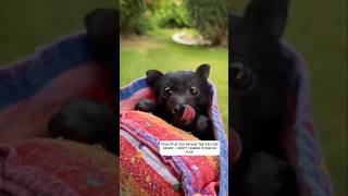 This poor fruit bat was rescued and adopted by a girl. #animalshorts #shortsvideo