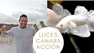 🔆Luces, 🎦Cámara, ▶️Acción - Como MEJORAR la calidad de VIDEOS de tus EJEMPLARES de BETTAS✅