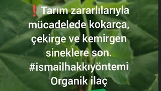 ❗TARIM ZARARLILARI #kokarca #çekirge #bit  #sinek #organik ilaçla son. #ismailhakkıyöntemi 🇹🇷