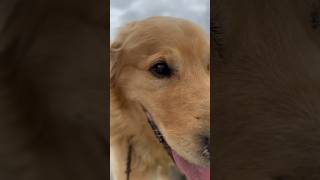 Fun with the bike and Oldboy Sam #Dog #CuteDog #Goldenretriever #Goldie #SweetPaw #Pet #FurryFriends