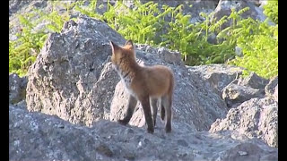 Fox Cubs 1 June 9th