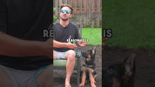 How I got the best GSD