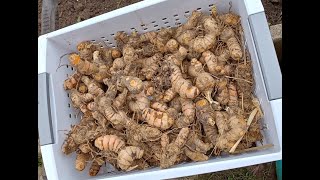 Turmeric planting 2023..with Methi. Conroe, TX.@patelfamilyhomestead