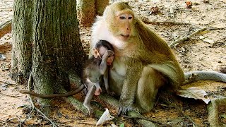 baby monkey lure mom for milk