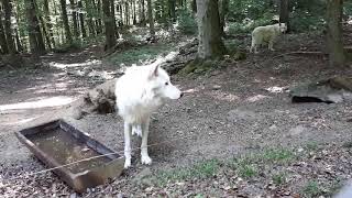 Kasselburg. Adler- und Wolfspark (Wölfe).