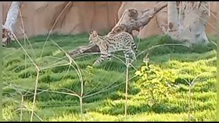 #Dubai #Wild Cat #Dubai Safari Park - Part - 17