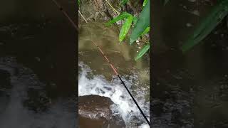 Mancing di air berbuih sarangnya ikan wader besar #mancing #microfhising #fishing