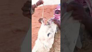 Why do camels eat poisonous snakes 😱😱🤔 || #shorts #viral #short