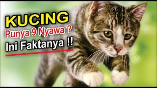 5 Fakta Dibalik Mitos Kalau kucing punya 9 nyawa