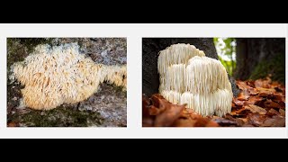 Identifying Lion's Mane & Asian Beauty Mushrooms