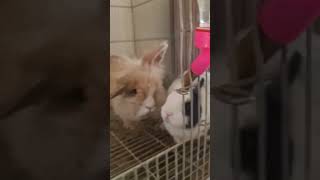 cute bunny #bunny #rabbit #farming #pets #love #cute #animal #beauty #utubeshorts #youtubeshorts