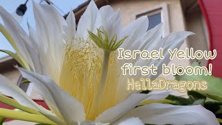 Israel Yellow Dragon Fruit | First Bloom