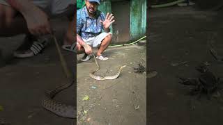 फन कोबरा जैसा लकिन है बिना जहरीला 😱🐍 | #shorts #youtubeshorts