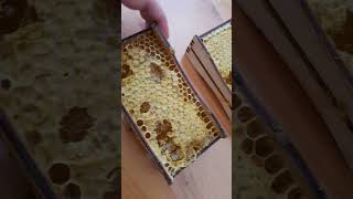 real propolis