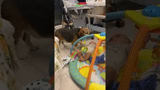 My 5 months old baby first time playing with our dog | Dalia in Australia