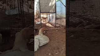 white Parrotbeak hen given chicks| #shorts #parrotbeak #parrotbeakaseel #longtail #chicks #hen #pets