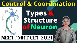 Structure & Types of Neuron● Neural Control & Coordination● NEET, MHTCET 2021●Nerve Cells● IMPPOINT