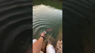 Unbelievable Friendship  at the Pond in a Village!  Friendly Fish Bond in an Unforgettable Way #pets