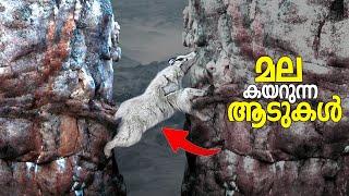 ആടുകൾ മല കയറുന്നതെന്തിന് ? | This Is Why a Goat Risks Its Life