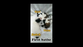 FIRST BATHE - DUTCH, YURI, and YUNA. OUR ADORABLE and CUTE PUPPIES