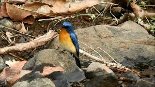 blue throated blue flycatcher