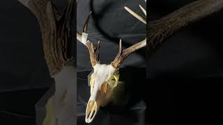 European Deer Mount #shorts #hunting