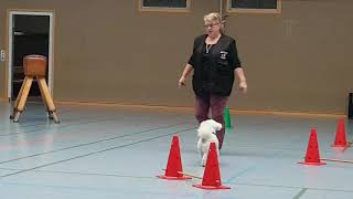 Improvisiertes Hundetraining (Hoopers-Elemente)