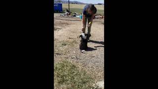 10 Week Old Sheepadoodle Showing off her new Skills