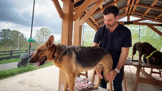 Lily and Trio Receive a Surprise Visit from Neil (Natural therapies) #germanshepherd