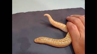 Snek Tail Wag (with a story in description)