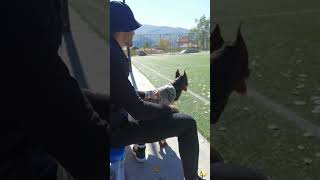 Doberman pincher