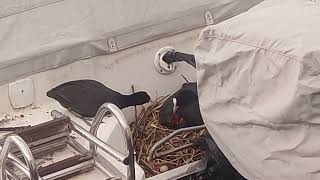 Love and Tenderness! Coots and newborn Chicks