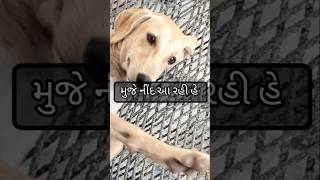 Dog | dogs video |  #viralvideo #comedy