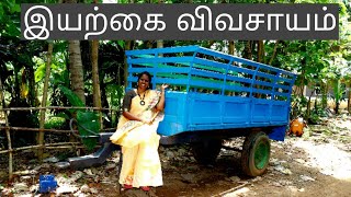 இயற்கை தோட்டம்|organic farm| tamizh nilam thirukazhukundram| tamizh pannai| organic mooligai thottam