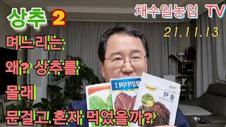 상추 효능 특성 마약상추 최음제상추 어떤성분이길래 횡성군 횡성한우 횡성군정 강원도 귀농귀촌 엽채류~