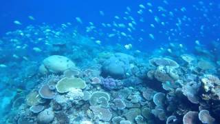 Coral & Damsels Snorkelling Great Barrier Reef