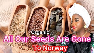 They Have Collected All Our Organic African Seeds To Norway.